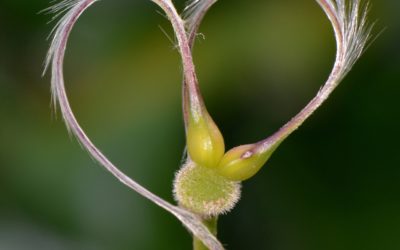 Das Unperfekte lieben lernen