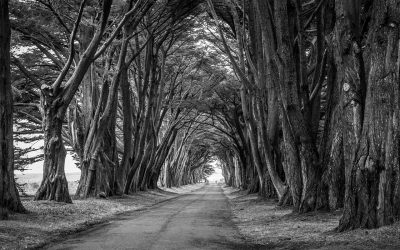 Über Tod und Sterben – und warum wir das Leben nur vowärts leben können