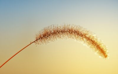 Die eigenen Stärken entdecken – und sein inneres Licht zum Leuchten bringen