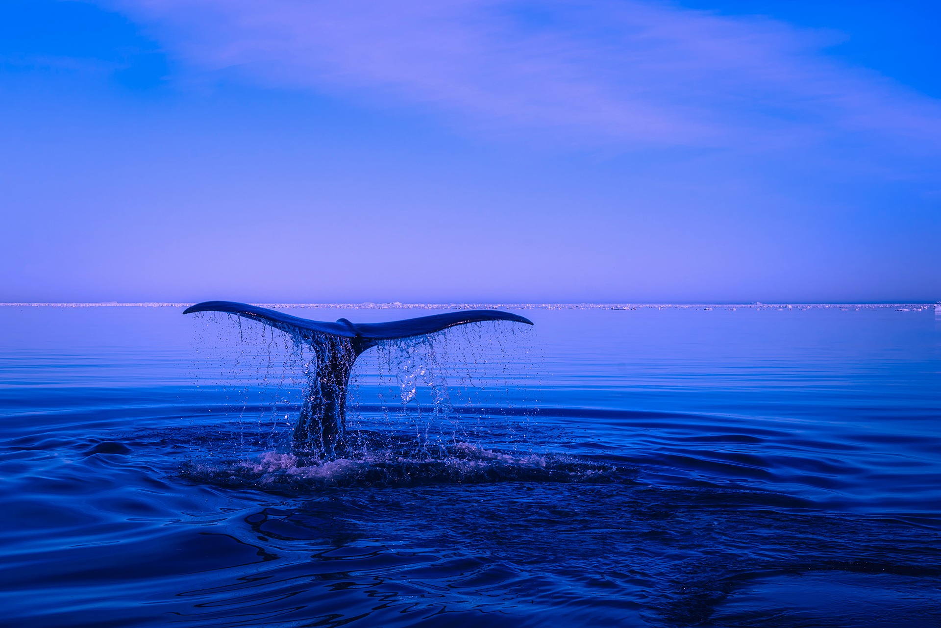 Eine Walfischflosse mit abtropfendem Wasser im tiefblauen Meer