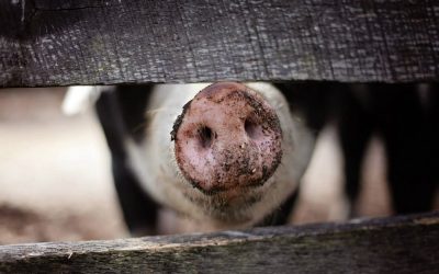 Wahrer Erfolg kommt aus dem Herzen – und was das Trüffelschwein damit zu hat