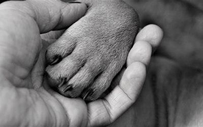 Dein magisches Krafttier für dieses Jahr – so findest du es