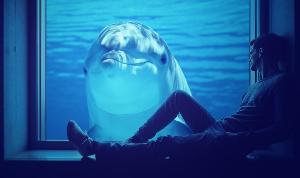 Mann sitzt vor einer Glasscheiber hinter der ein Delfin zu ihm schaut als Sinnbild für die Delfinstrategie