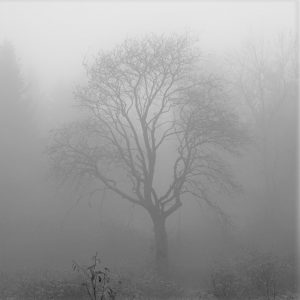 Baum im Nebel als Sinnbild für die Begegnung mit dem Tod