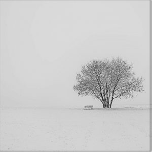 Kahler Baum im Winter mit einer Bank in verschneiter Landschaft
