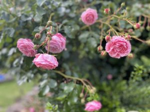 Rosenstrauch im Garten 